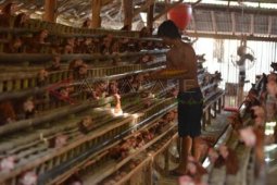 Jember Datangkan Pasokan Telur Ayam dari Blitar