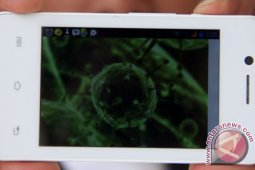 Peneliti pernah mengumumkan virus corona kelelawar menular manusia di 2017