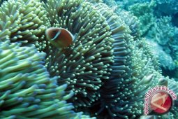 Terumbu Karang Penopang Ketahanan Pangan
