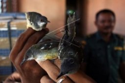BBKSDA lepasliarkan ribuan burung ciblek hasil sitaan