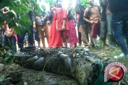Pawang Tangkap Buaya Buntung Resahkan Warga