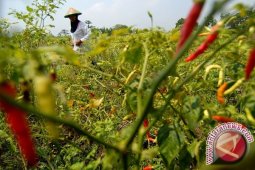 Petani Cabai Bangka Rugi Hingga Rp16 Juta