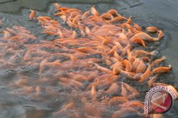 DKP Targetkan Habitat Ikan Terealisasi Juni