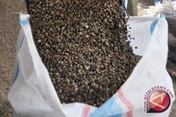 Kopi Pinogu Bakal Disertifikasi