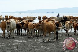 Permintaan Sapi Jelang Meugang Puasa
