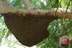 Disparbudpora Bangka Tengah Promosikan Produk Unggulan Daerah