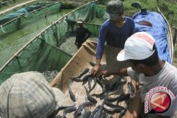 Petani Ikan Pangkalpinang Diminta Waspadai Musim Pancaroba