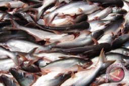 KKP dorong produksi patin lokal kuasai pasar global