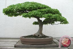 Bupati Bangka Ajak Masyarakat Budidaya Tanaman Bonsai