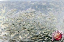 Permintaan Benih Ikan Nila di Pangkalpinang Meningkat