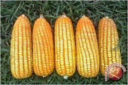 Distan Gorontalo Utara Bantu Petani Bibit Jagung