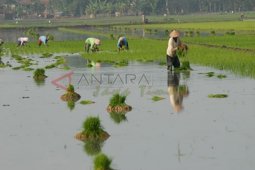 Upah Buruh Tani Masih Rendah