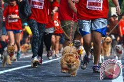 Lomba Lari Bersama Anjing