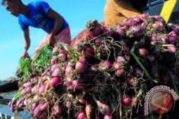 Harga Bawang Merah Anjlok
