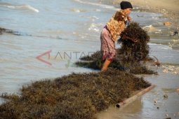 Harga Rumput Laut Turun