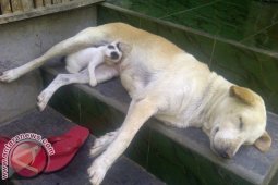 Anjing di Jembrana Menyusui Anak Kucing