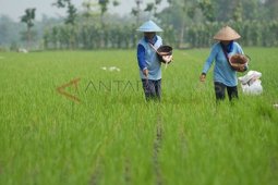 Pemkab Sampang Pastikan Kuota Pupuk Cukupi Kebutuhan Petani