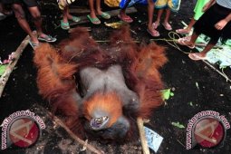 Polisi Selidiki Kekerasan Terhadap Orangutan yang Terluka Parah
