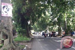 Belasan poster Jokowi nempel di pohon