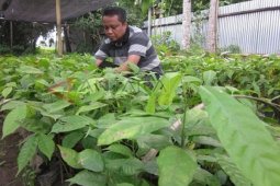 Mojokerto Kembangkan Usaha Perkebunan Kakao