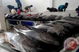 Aceh Berpotensi Ekspor Ikan Tuna ke Jepang