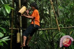 Pohon Aren Diklaim Turunkan Suhu di Samboja Kaltim