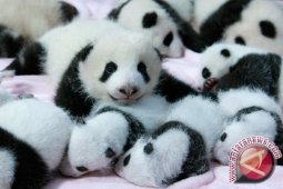 Panda Tiongkok akan ramal hasil laga Piala Dunia