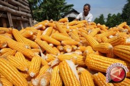 Stok Jagung di Bangka Belitung Cukup