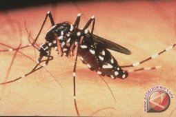 Dokter: Sifat penakut nyamuk "Aedes Aegypti" membahayakan