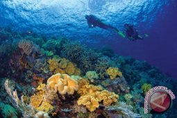 Gorontalo Jadi Destinasi Baru Fotografer Bawah Laut