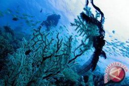 CTI-CFF Serukan Kembali Perlindungan Segitiga Karang