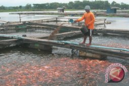 Enam Usaha Budi Daya Ikan Sudah Bersertifikasi