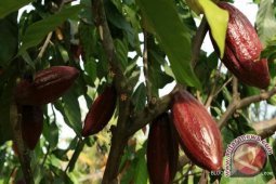 Pemkab Banjar Siap Buka Perkebunan Kakao