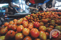 Stok Tomat di Pangkalpinang Cukup Jelang Ramadhan