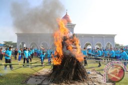 HANI 2014 :10 Ribu Batang Ganja Dimusnahkan Di Lhokseumawe