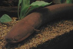 Rahasia Dibalik Ikan Berdaya Listrik