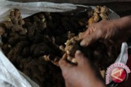 Jahe Busuk Sebabkan Lima Orang Tewas di Tiongkok