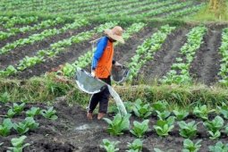 Harga BEP Tembakau