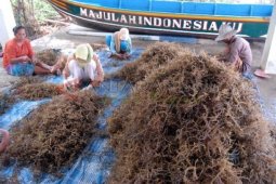 Harga Rumput Laut Turun
