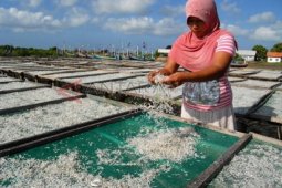 Harga Teri Ekspor Anjlok