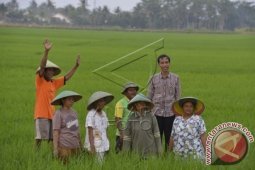 Jokowi Turun ke Sawah