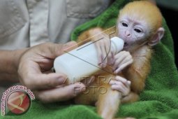 Lutung Jawa Langka Lahir di "Bali Zoo"