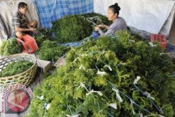 Zonasi Perairan Optimalkan Produksi Rumput Laut