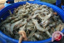 Pantau Penurunan Harga Udang