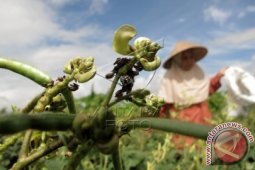 Wujudkan Aceh "Lumbung" Kedelai Nasional