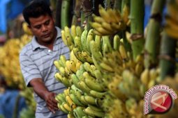 Kulit pisang bisa diolah jadi permen antihiperkolesterol