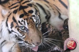 Alam Kehilangan Wibawa Tanpa Harimau