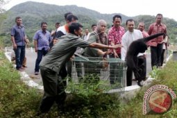 BKSDA Aceh Lepaskan Satwa Dilindungi ke Hutan