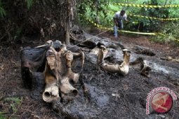 Pemburu liar diduga leluasa masuk areal RAPP