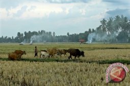 Program 2 Juta Ekor Sapi Dipertanyakan